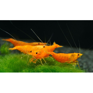 КРЕВЕТКА ОРАНЖЕВАЯ МАНДАРИНКА НЕОКАРИДИНА - Neocaridina Orange