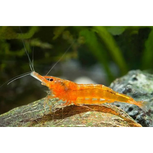 КРЕВЕТКА ОРАНЖЕВАЯ МАНДАРИНКА НЕОКАРИДИНА - Neocaridina Orange