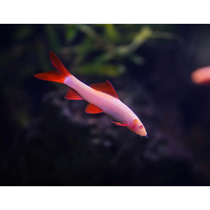 ЛАБЕО ПУРПУРНЫЙ (фиолетовый) ГЛО