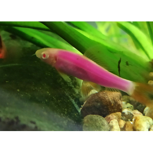 ЛАБЕО ПУРПУРНЫЙ (фиолетовый) ГЛО