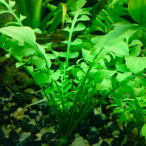 РОРИППА ВОДНАЯ, ЖЕРУШНИК - Rorippa aquatica