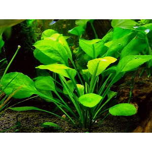 РОРИППА ВОДНАЯ, ЖЕРУШНИК - Rorippa aquatica