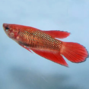 КУРОЧКА ВУАЛЕВАЯ