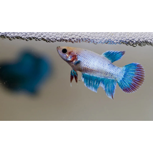 КУРОЧКА ВУАЛЕВАЯ