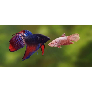 КУРОЧКА ВУАЛЕВАЯ