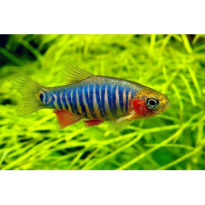 Микрорасбора эритромикрон (Danio erythromicron, ранее Microrasbora erythromicron или Celestichthys erythromicron) — пресноводная лучепёрая рыбка из семейства Карповые. Эндемик озера Инле на востоке Мьянмы.