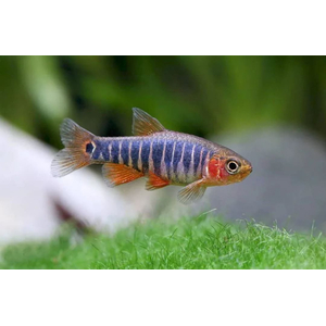 Микрорасбора эритромикрон (Danio erythromicron, ранее Microrasbora erythromicron или Celestichthys erythromicron) — пресноводная лучепёрая рыбка из семейства Карповые. Эндемик озера Инле на востоке Мьянмы.