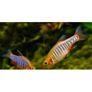 Микрорасбора эритромикрон (Danio erythromicron, ранее Microrasbora erythromicron или Celestichthys erythromicron) — пресноводная лучепёрая рыбка из семейства Карповые. Эндемик озера Инле на востоке Мьянмы.