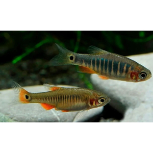 Микрорасбора эритромикрон (Danio erythromicron, ранее Microrasbora erythromicron или Celestichthys erythromicron) — пресноводная лучепёрая рыбка из семейства Карповые. Эндемик озера Инле на востоке Мьянмы.