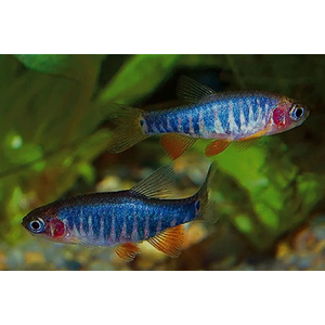 Микрорасбора эритромикрон (Danio erythromicron, ранее Microrasbora erythromicron или Celestichthys erythromicron) — пресноводная лучепёрая рыбка из семейства Карповые. Эндемик озера Инле на востоке Мьянмы.