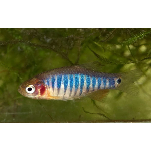 Микрорасбора эритромикрон (Danio erythromicron, ранее Microrasbora erythromicron или Celestichthys erythromicron) — пресноводная лучепёрая рыбка из семейства Карповые. Эндемик озера Инле на востоке Мьянмы.