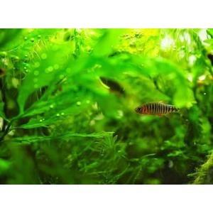 Микрорасбора эритромикрон (Danio erythromicron, ранее Microrasbora erythromicron или Celestichthys erythromicron) — пресноводная лучепёрая рыбка из семейства Карповые. Эндемик озера Инле на востоке Мьянмы.