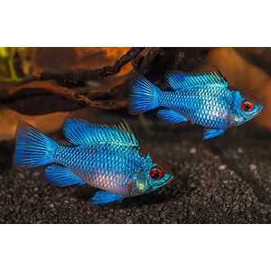Апистограмма «Электрик блю» (Mikrogeophagus ramirezi var «Electric Blue») — селекционная форма апистограммы Рамирези. Это аквариумная рыба, которая отличается ярким голубым окрасом с характерным металлическим блеском.
