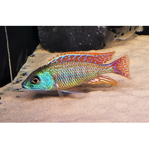 ОТОФАРИНКС ТЕТРАСТИГМА - Otopharynx tetrastigma