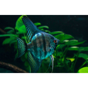 СКАЛЯРИЯ ПИНОЙ ЗЕБРА