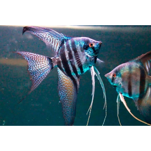 СКАЛЯРИЯ ПИНОЙ ЗЕБРА