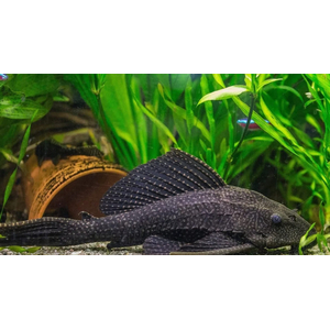 Hypostomus plecostomus — вид лучепёрых рыб из семейства кольчужных сомов, обыкновенный сомик-нижнерот. Первое научное описание было сделано Карлом Линнеем в 1758 году.