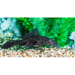 Hypostomus plecostomus — вид лучепёрых рыб из семейства кольчужных сомов, обыкновенный сомик-нижнерот. Первое научное описание было сделано Карлом Линнеем в 1758 году.
