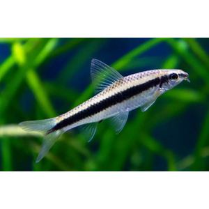 Crossocheilus siamensis (САЕ — от английского Siamese Algae Eater) — сиамский водорослеед, представитель семейства карповых. В аквариумных условиях выступает естественным «санитаром», активно поедая нитчатые водоросли и мягкие зелёные обрастания.