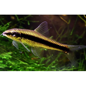 Crossocheilus siamensis (САЕ — от английского Siamese Algae Eater) — сиамский водорослеед, представитель семейства карповых. В аквариумных условиях выступает естественным «санитаром», активно поедая нитчатые водоросли и мягкие зелёные обрастания.