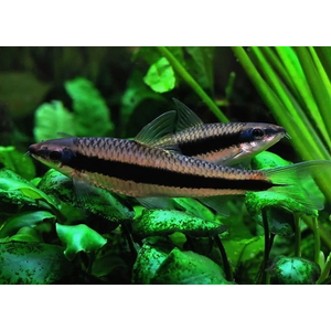 Crossocheilus siamensis (САЕ — от английского Siamese Algae Eater) — сиамский водорослеед, представитель семейства карповых. В аквариумных условиях выступает естественным «санитаром», активно поедая нитчатые водоросли и мягкие зелёные обрастания.