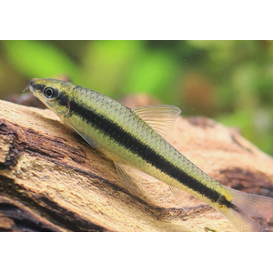 Crossocheilus siamensis (САЕ — от английского Siamese Algae Eater) — сиамский водорослеед, представитель семейства карповых. В аквариумных условиях выступает естественным «санитаром», активно поедая нитчатые водоросли и мягкие зелёные обрастания.