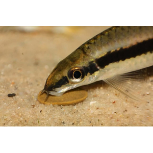 Crossocheilus siamensis (САЕ — от английского Siamese Algae Eater) — сиамский водорослеед, представитель семейства карповых. В аквариумных условиях выступает естественным «санитаром», активно поедая нитчатые водоросли и мягкие зелёные обрастания.