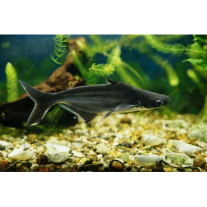 Пангасиус (акулий сом) — вид лучепёрых рыб из семейства пангасиевых сомов. Из-за внешнего сходства с акулой пангасиус популярен как декоративная рыба.