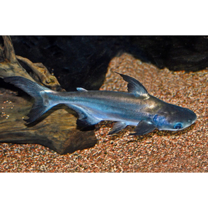 Пангасиус (акулий сом) — вид лучепёрых рыб из семейства пангасиевых сомов. Из-за внешнего сходства с акулой пангасиус популярен как декоративная рыба.