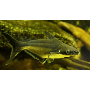 Пангасиус (акулий сом) — вид лучепёрых рыб из семейства пангасиевых сомов. Из-за внешнего сходства с акулой пангасиус популярен как декоративная рыба.