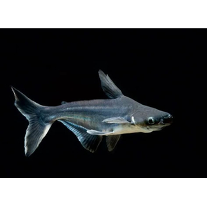 Пангасиус (акулий сом) — вид лучепёрых рыб из семейства пангасиевых сомов. Из-за внешнего сходства с акулой пангасиус популярен как декоративная рыба.