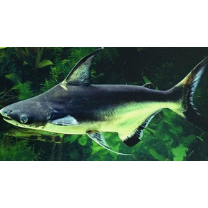 Пангасиус (акулий сом) — вид лучепёрых рыб из семейства пангасиевых сомов. Из-за внешнего сходства с акулой пангасиус популярен как декоративная рыба.