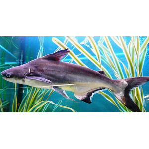 Пангасиус (акулий сом) — вид лучепёрых рыб из семейства пангасиевых сомов. Из-за внешнего сходства с акулой пангасиус популярен как декоративная рыба. Пангасиус (акулий сом) — вид лучепёрых рыб из семейства пангасиевых сомов. Из-за внешнего сходства с акулой пангасиус популярен как декоративная рыба.