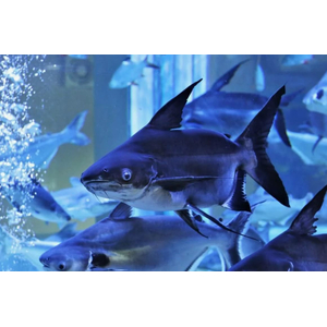 Пангасиус (акулий сом) — вид лучепёрых рыб из семейства пангасиевых сомов. Из-за внешнего сходства с акулой пангасиус популярен как декоративная рыба.