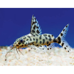 Synodontis multipunctatus — пресноводная рыбка из семейства Перистоусых сомов, известная как синодонтис многопятнистый или сом-кукушка.
