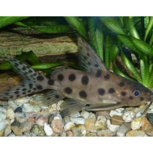 Synodontis multipunctatus — пресноводная рыбка из семейства Перистоусых сомов, известная как синодонтис многопятнистый или сом-кукушка.
