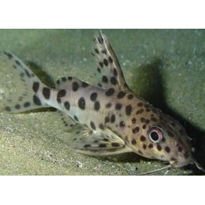 Synodontis multipunctatus — пресноводная рыбка из семейства Перистоусых сомов, известная как синодонтис многопятнистый или сом-кукушка.