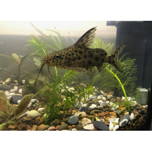 Synodontis multipunctatus — пресноводная рыбка из семейства Перистоусых сомов, известная как синодонтис многопятнистый или сом-кукушка.
