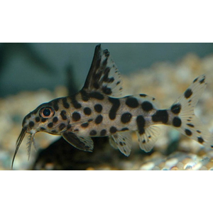 Synodontis multipunctatus — пресноводная рыбка из семейства Перистоусых сомов, известная как синодонтис многопятнистый или сом-кукушка.