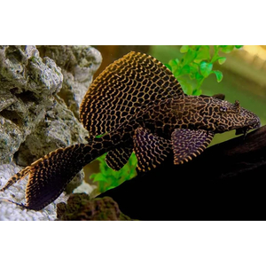 Парчовый птеригоплихт (лат. Pterygoplichthys gibbiceps) — вид пресноводных лучепёрых рыб из семейства кольчужных сомов.