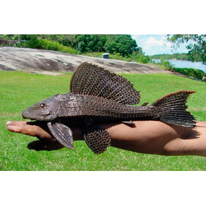 Парчовый птеригоплихт (лат. Pterygoplichthys gibbiceps) — вид пресноводных лучепёрых рыб из семейства кольчужных сомов.