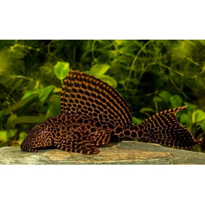 Парчовый птеригоплихт (лат. Pterygoplichthys gibbiceps) — вид пресноводных лучепёрых рыб из семейства кольчужных сомов.