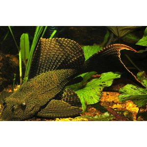 Парчовый птеригоплихт (лат. Pterygoplichthys gibbiceps) — вид пресноводных лучепёрых рыб из семейства кольчужных сомов.