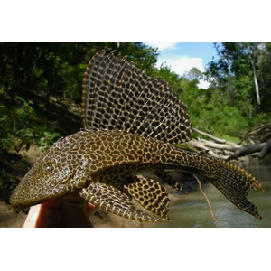Парчовый птеригоплихт (лат. Pterygoplichthys gibbiceps) — вид пресноводных лучепёрых рыб из семейства кольчужных сомов.