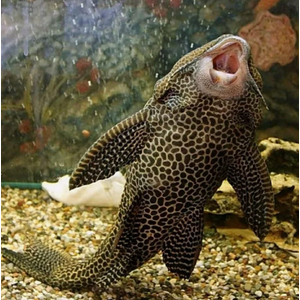 Парчовый птеригоплихт (лат. Pterygoplichthys gibbiceps) — вид пресноводных лучепёрых рыб из семейства кольчужных сомов.