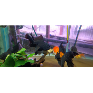 ОРАНДА ЧЕРНАЯ ЭКСТЕРЬЕРНЫЙ ВИД