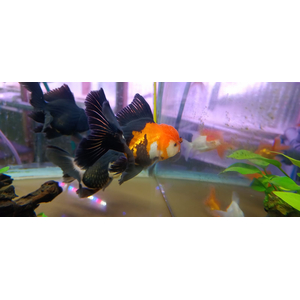 ОРАНДА ЧЕРНАЯ ЭКСТЕРЬЕРНЫЙ ВИД