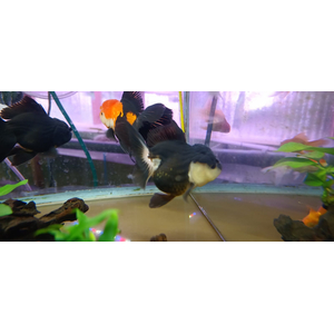 ОРАНДА ЧЕРНАЯ ЭКСТЕРЬЕРНЫЙ ВИД