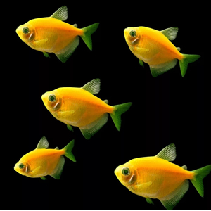 ТЕРНЕЦИЯ ГЛО ЖЕЛТАЯ