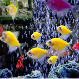 ТЕРНЕЦИЯ ГЛО ЖЕЛТАЯ